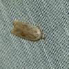 Agonopterix nervosa